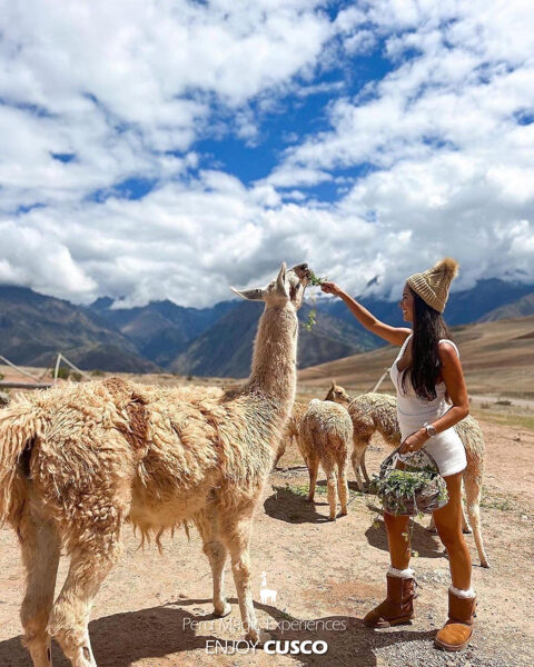 EL TESORO DE LOS ANDES